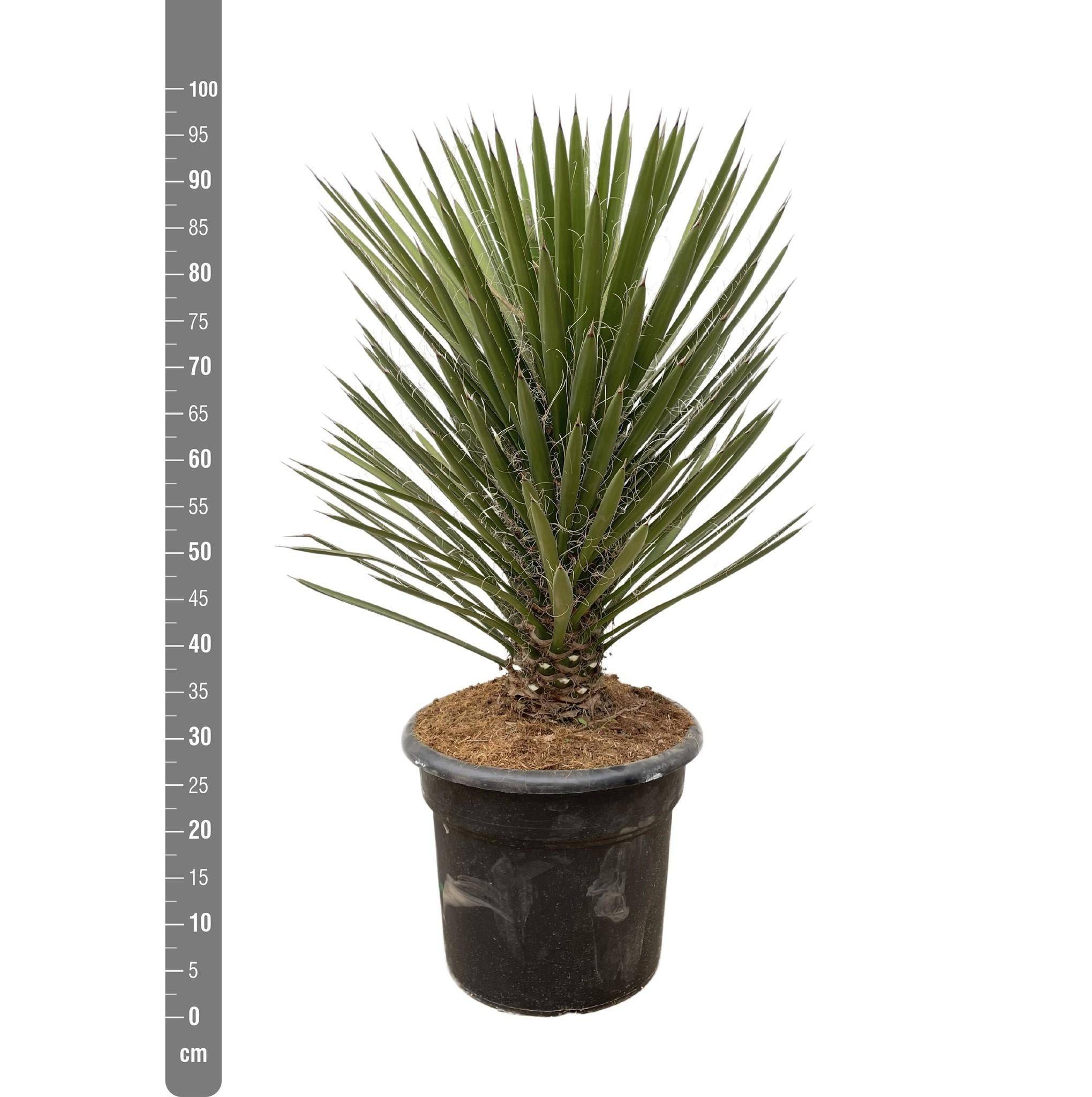 Yucca Filifera Australis - D30 H100cm - Image 2