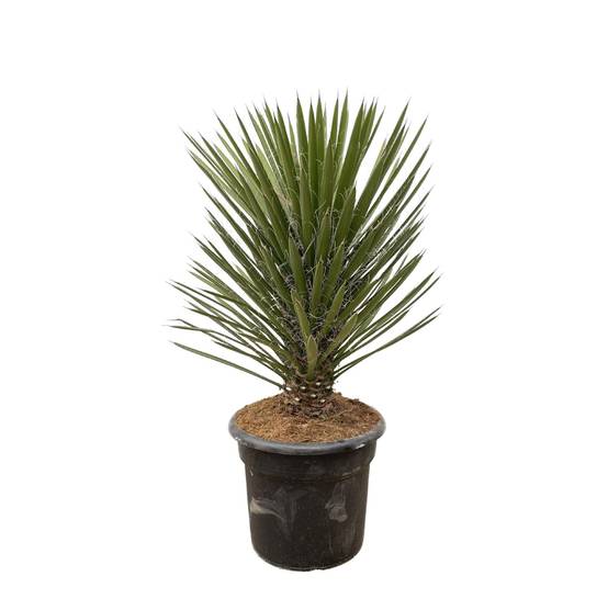 Yucca Filifera Australis - D30 H100cm - Image 1