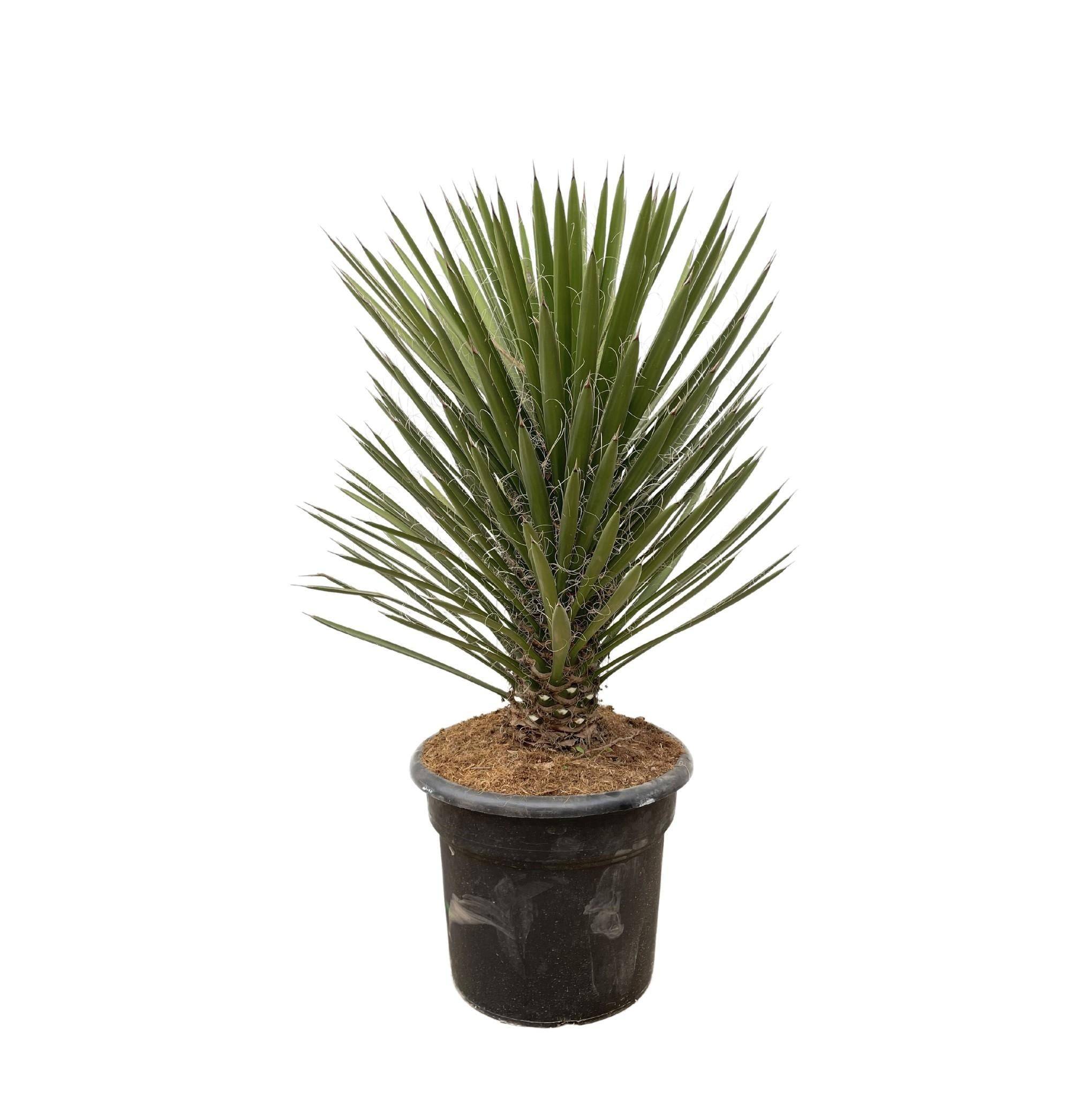 Yucca Filifera Australis - D30 H100cm - Image 1