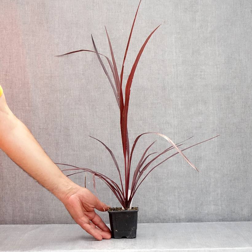 Promesse de Fleurs - Cordyline australis Design a Line Burgundy Godet de 8/9 cm - Image 2