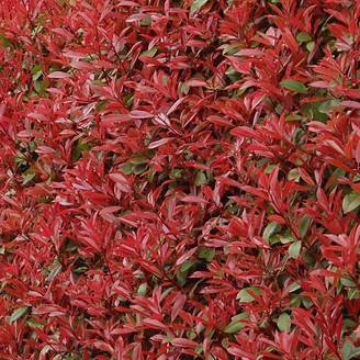 Photinia fraseri Carré Rouge Pot de 7,5L/10L