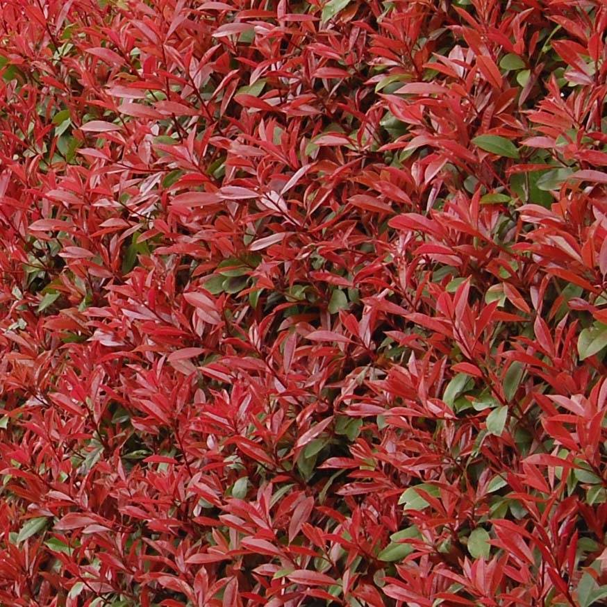 Photinia fraseri Carré Rouge Pot de 7,5L/10L