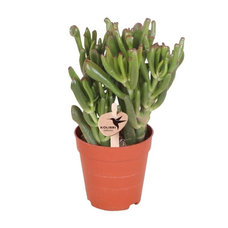 Succulente Crassula Hobbit - Ø9cm - ↕20cm - Plantes d'intérieur - Image 1