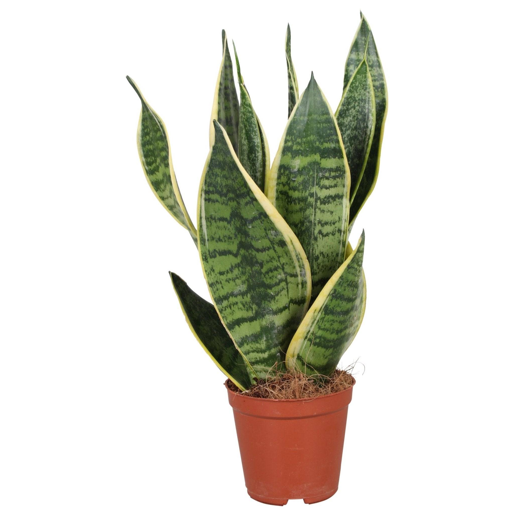 Sansevieria Futura Superba 40cm - Plante d'intérieur- La Green Touch - Image 2