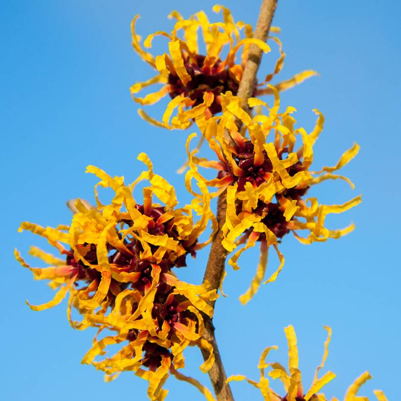 Promesse de Fleurs - Hamamelis x intermedia Orange Beauty - Noisetier de sorcière Pot de 3L/4L