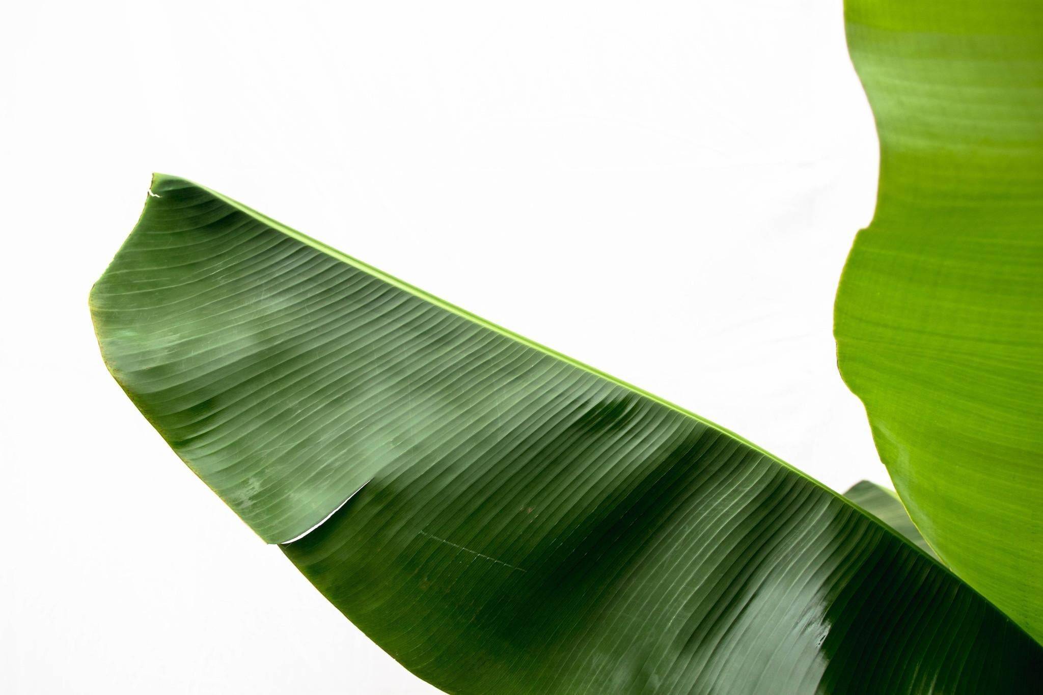 La Green Touch - Bananier Musa 150cm - Plante d'intérieur- La Green Touch - Image 7