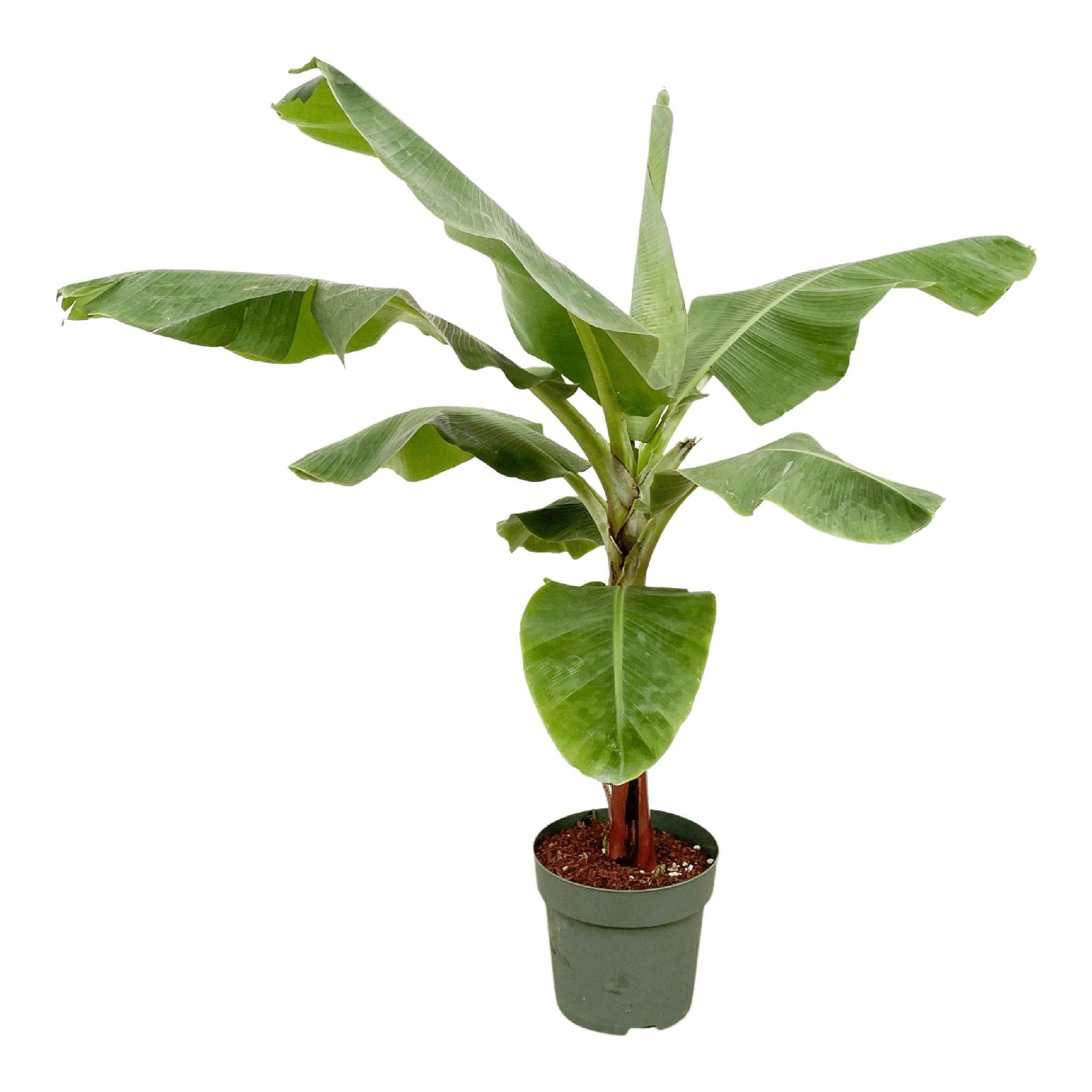 La Green Touch - Bananier Musa 150cm - Plante d'intérieur- La Green Touch - Image 1