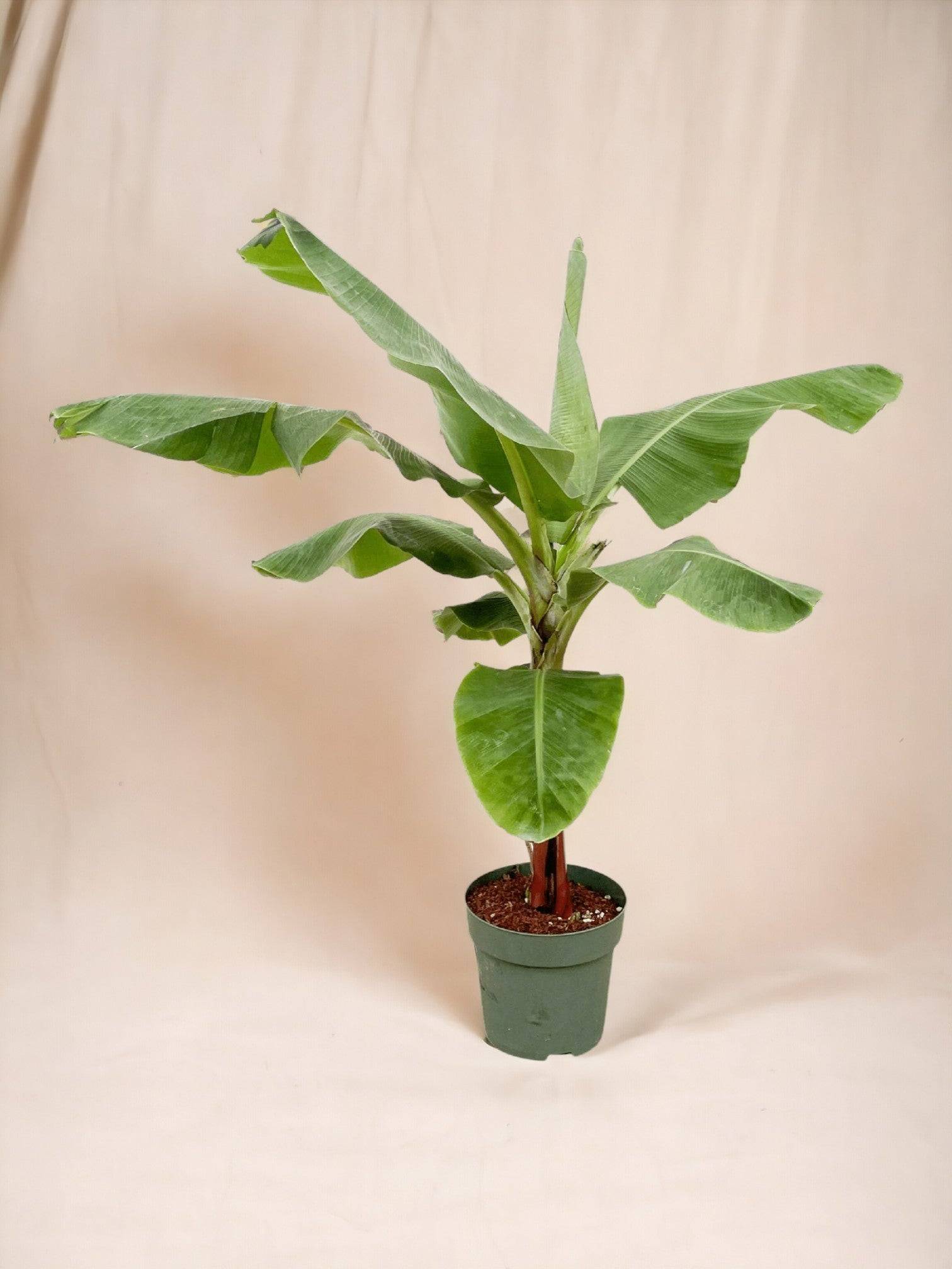 La Green Touch - Bananier Musa 150cm - Plante d'intérieur- La Green Touch - Image 2