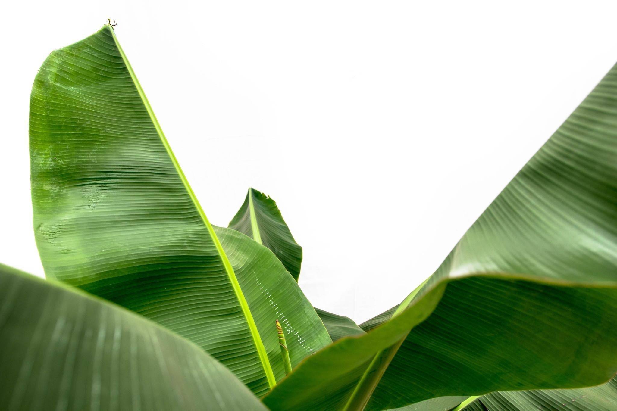 La Green Touch - Bananier Musa 150cm - Plante d'intérieur- La Green Touch - Image 6