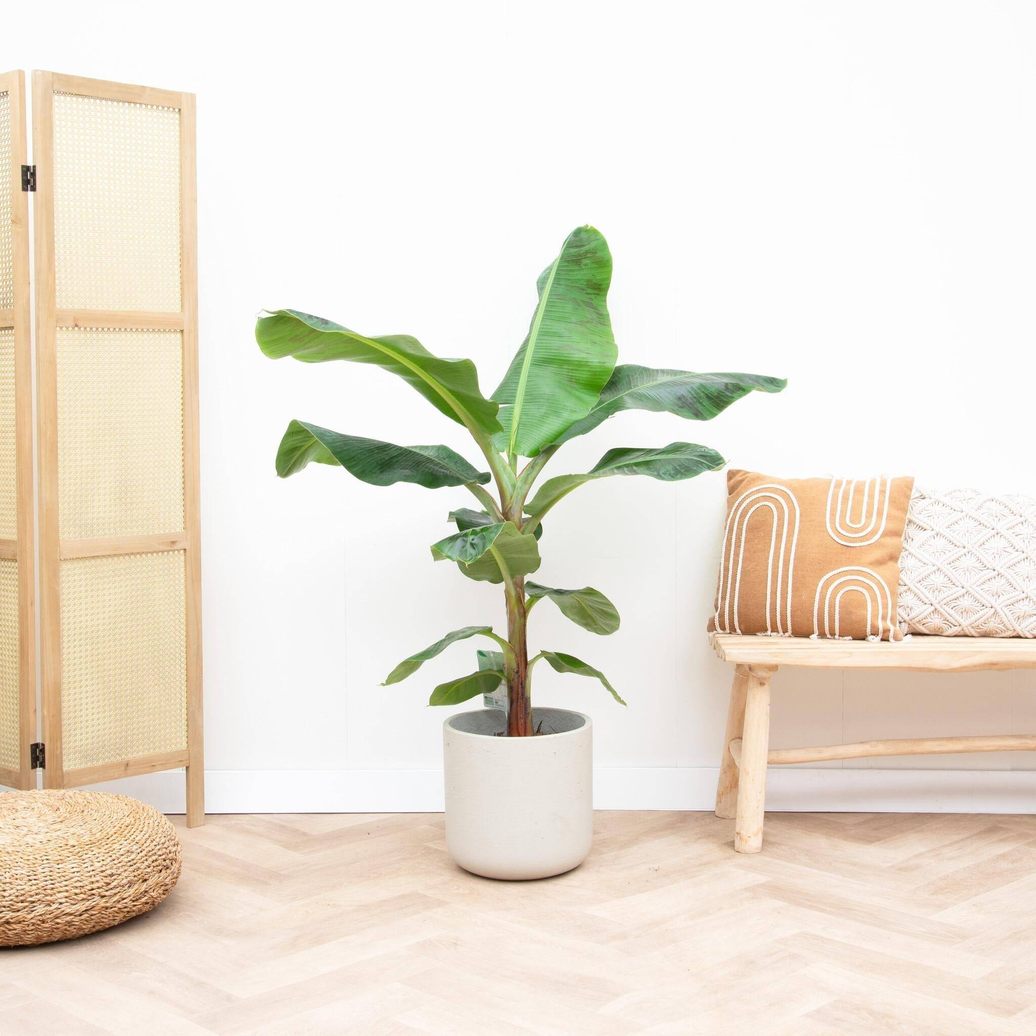 La Green Touch - Bananier Musa 150cm - Plante d'intérieur- La Green Touch - Image 3