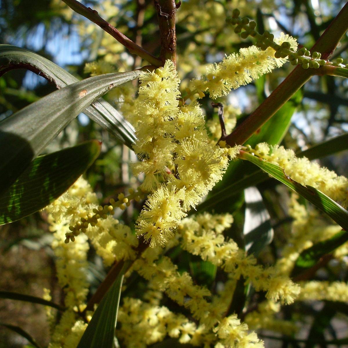 Promesse de Fleurs - Mimosa à longues feuilles - Acacia longifolia Pot de 4L/5L