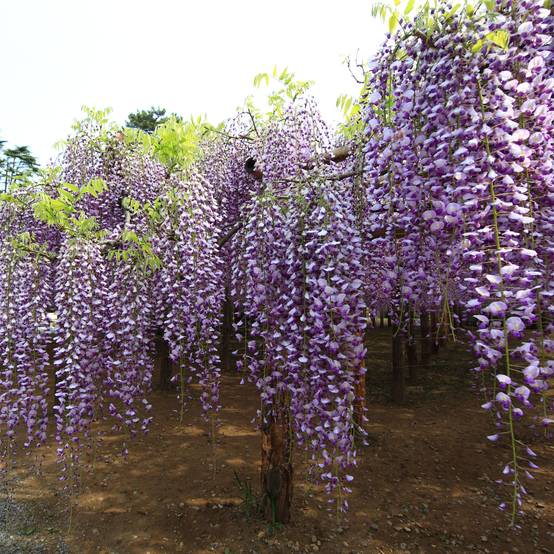 Glycine du Japon - Wisteria floribunda Macrobotrys Godet de 8/9 cm