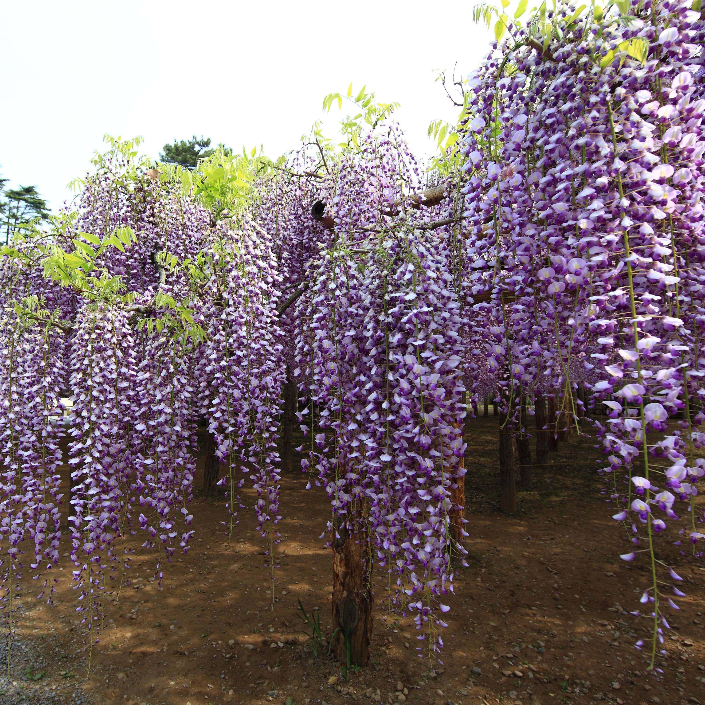 Glycine du Japon - Wisteria floribunda Macrobotrys Godet de 8/9 cm