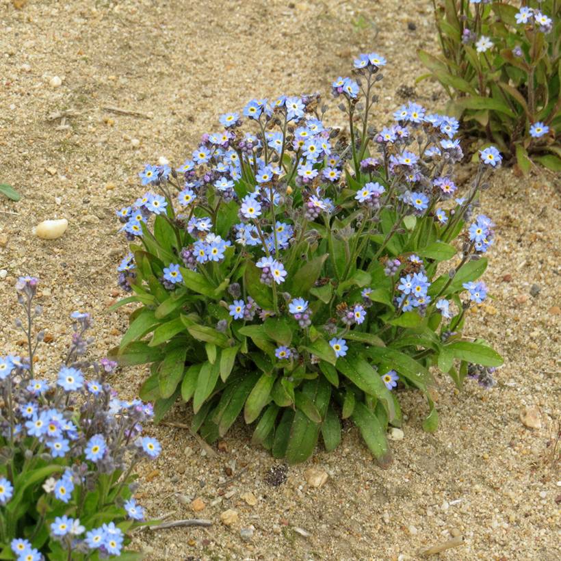 Graines de Myosotis des forêts Victoria Azurea - Myosotis sylvatica le sachet de 300 graines environ (0,2g)