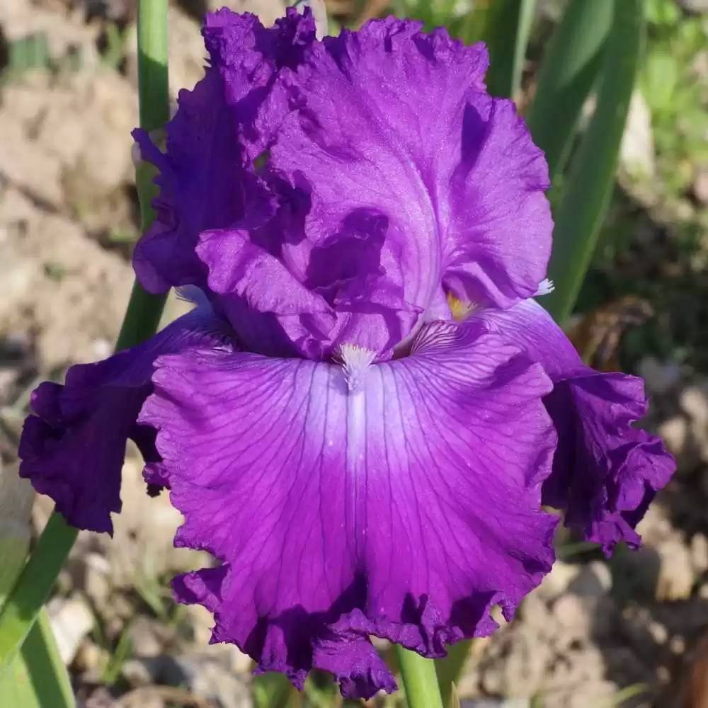 Promesse de Fleurs - Iris germanica Inviting - Iris des Jardins Rhizome, Calibre 10/15, qualité extra