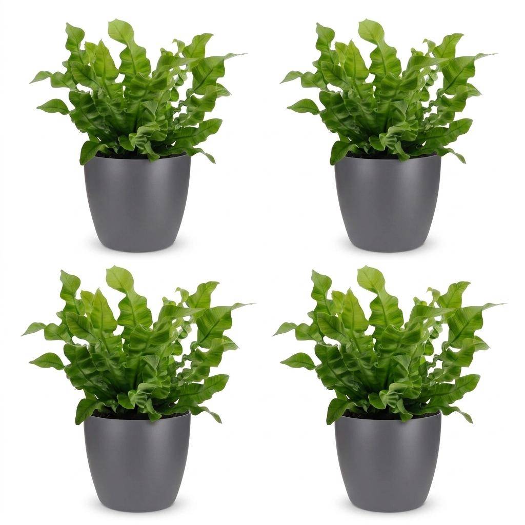 Asplenium Crispy Wave - Fougère Crispy Wave - Pot de 12cm - 4 plantes - Gris - Plantes d'intérieur - Image 2