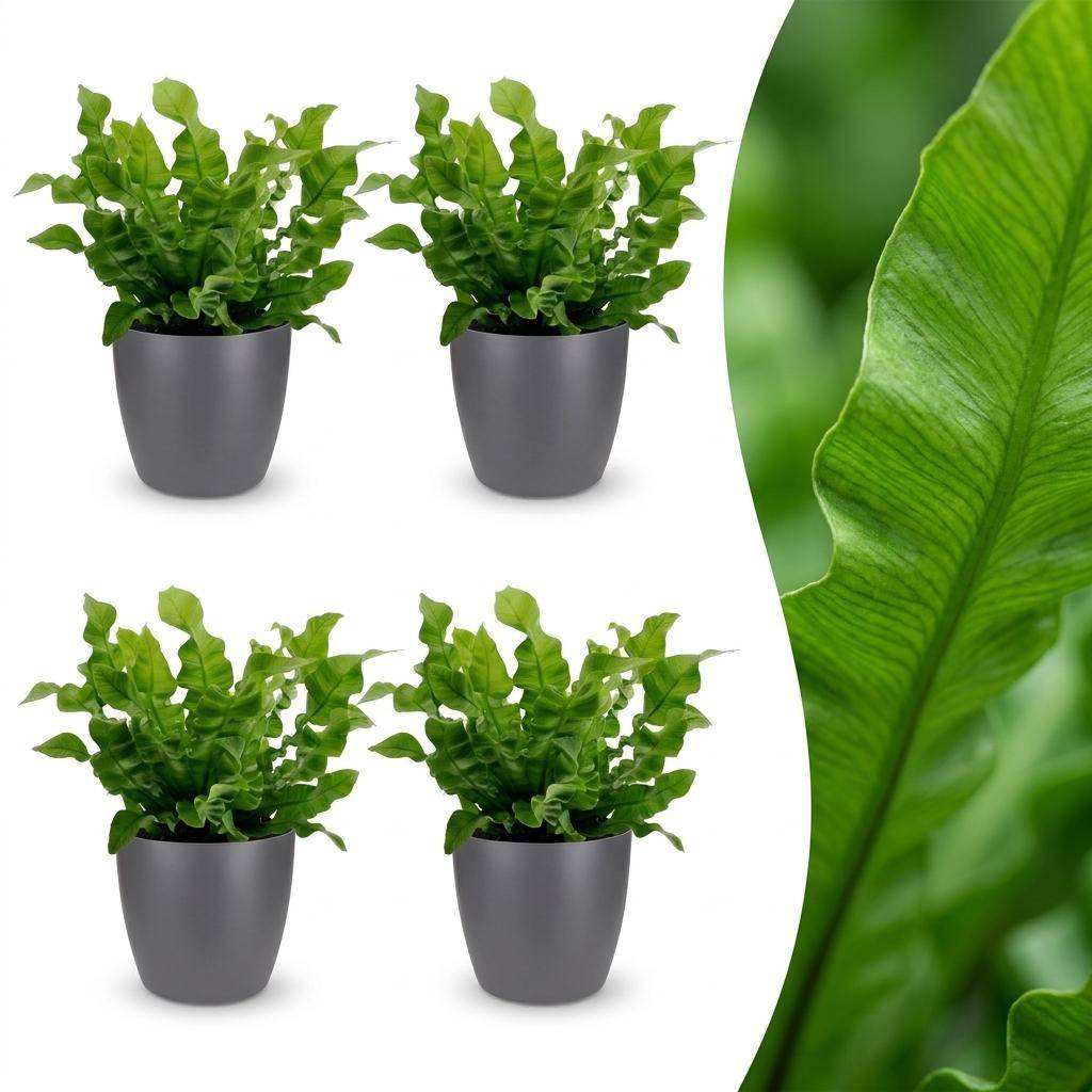 Asplenium Crispy Wave - Fougère Crispy Wave - Pot de 12cm - 4 plantes - Gris - Plantes d'intérieur - Image 1