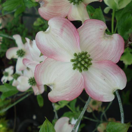 Promesse de Fleurs - Cornus florida Cherokee Chief - Cornouiller d'Amerique Pot de 7,5L/10L