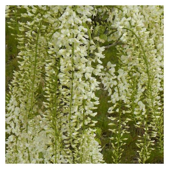 Glycine du Japon blanche à fleurs Blanche - feuillage Caduc - Godet - 5/20 cm- hauteur à maturité De 5,00 m à 10,00 m - Image 8