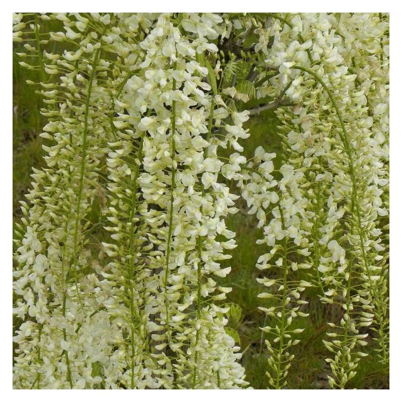 Glycine du Japon blanche à fleurs Blanche - feuillage Caduc - Godet - 5/20 cm-  hauteur à maturité De 5,00 m à 10,00 m - Image 8