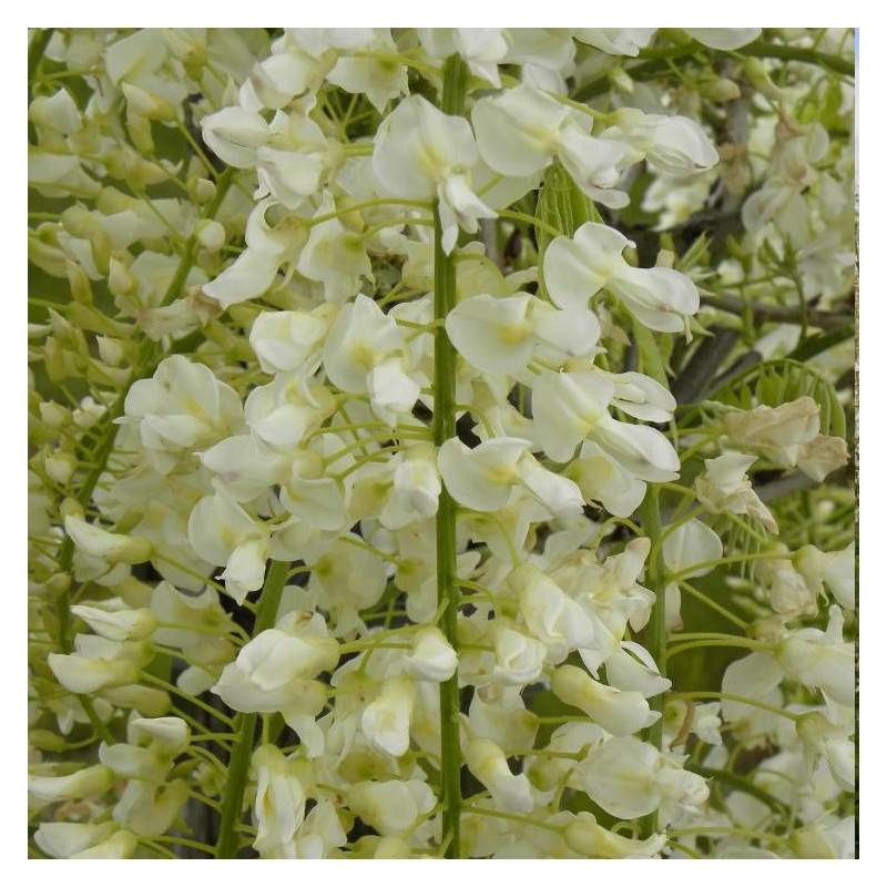 Glycine du Japon blanche à fleurs Blanche - feuillage Caduc - Godet - 5/20 cm-  hauteur à maturité De 5,00 m à 10,00 m - Image 6