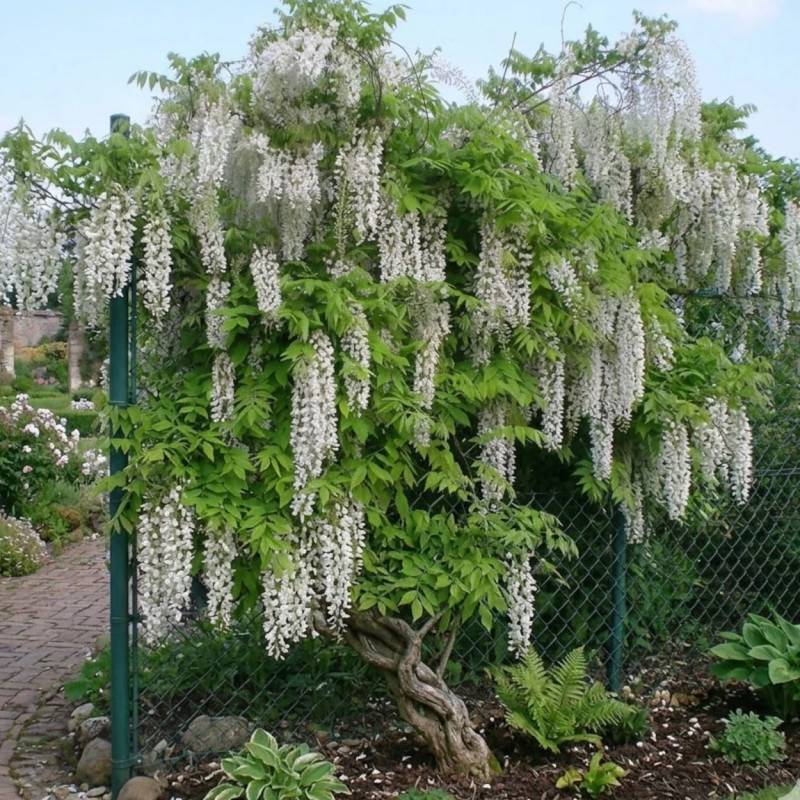 Glycine du Japon blanche à fleurs Blanche - feuillage Caduc - Godet - 5/20 cm-  hauteur à maturité De 5,00 m à 10,00 m - Image 3