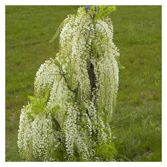 Glycine du Japon blanche à fleurs Blanche - feuillage Caduc - Godet - 5/20 cm- hauteur à maturité De 5,00 m à 10,00 m - Image 4