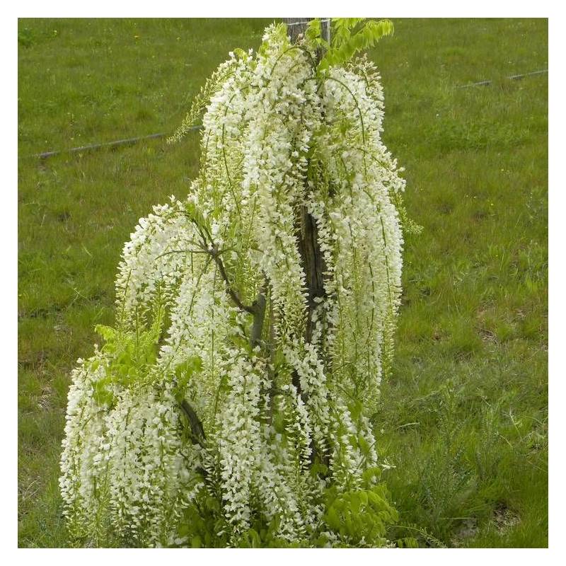 Glycine du Japon blanche à fleurs Blanche - feuillage Caduc - Godet - 5/20 cm-  hauteur à maturité De 5,00 m à 10,00 m - Image 4