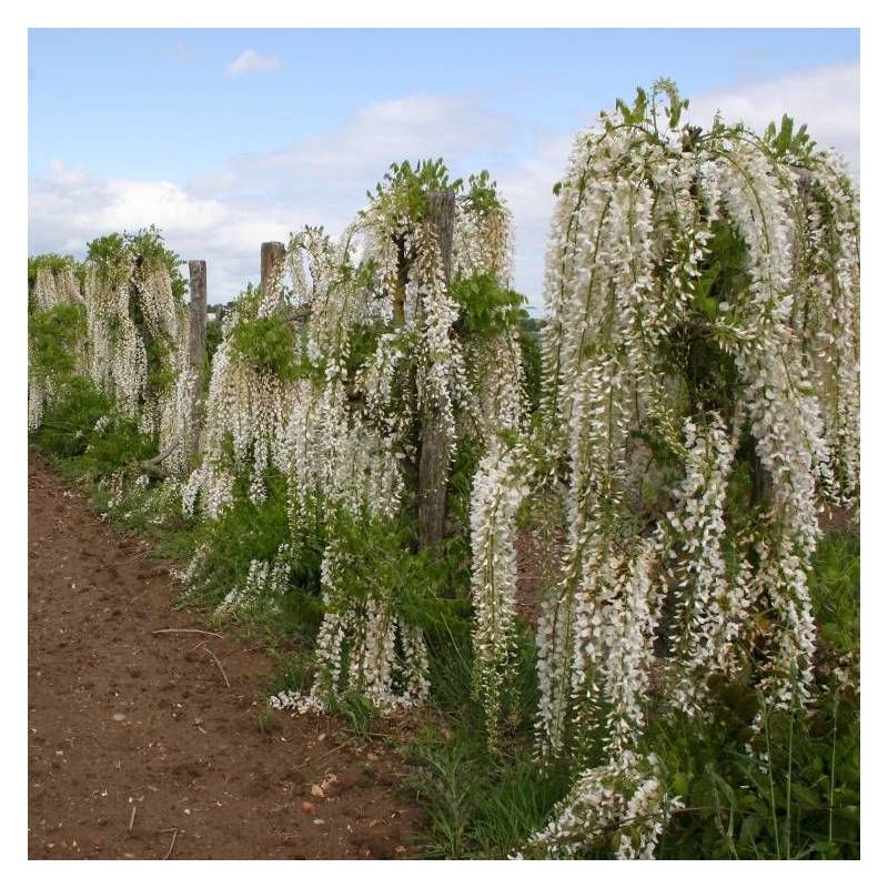 Glycine du Japon blanche à fleurs Blanche - feuillage Caduc - Godet - 5/20 cm-  hauteur à maturité De 5,00 m à 10,00 m - Image 5
