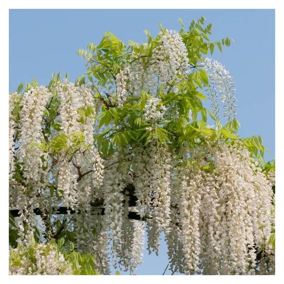 Glycine du Japon blanche à fleurs Blanche - feuillage Caduc - Godet - 5/20 cm- hauteur à maturité De 5,00 m à 10,00 m - Image 7