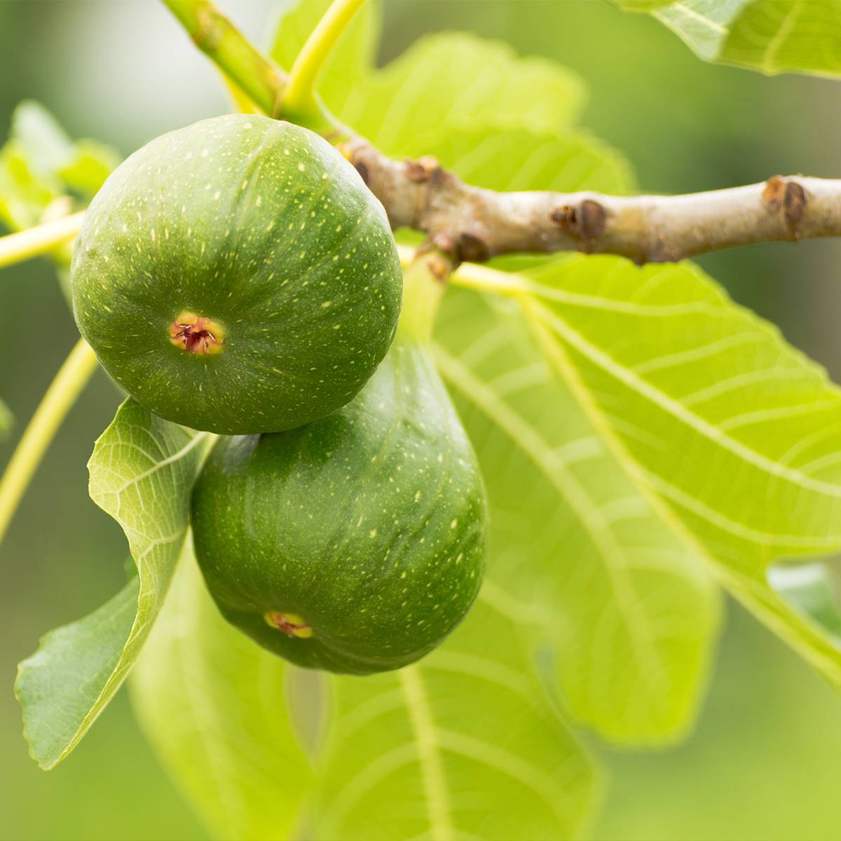 Figuier Jannot - Ficus carica  Pot de 7,5L/10L, Demi-Tige