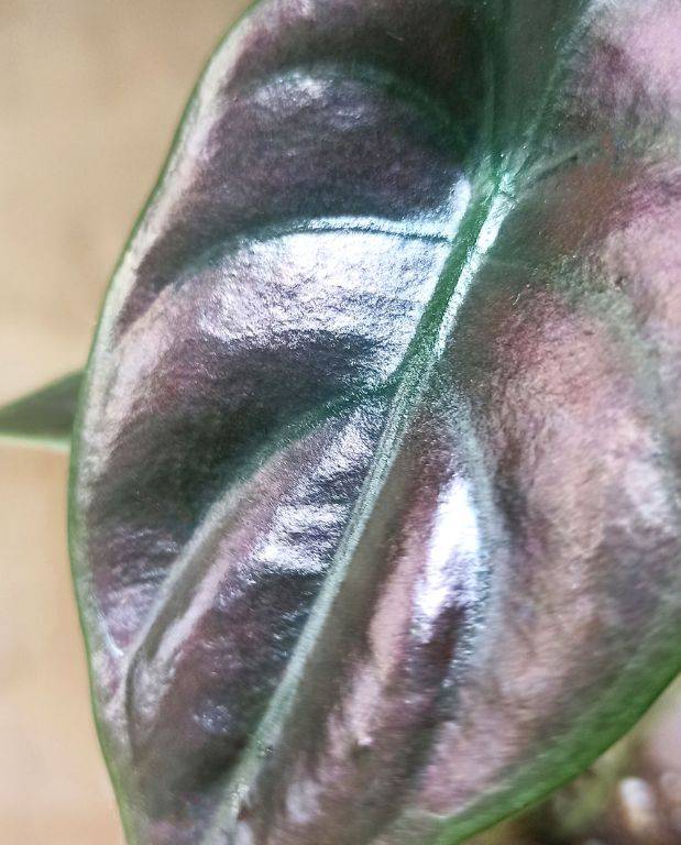 Alocasia Cuprea Red Secret Small D. 9cm H. 10cm - Plante d'intérieur - IndoorPoppies - Image 2