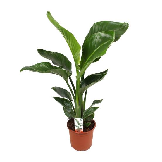 Strelitzia Nicolai - D17 H70cm - Image 1
