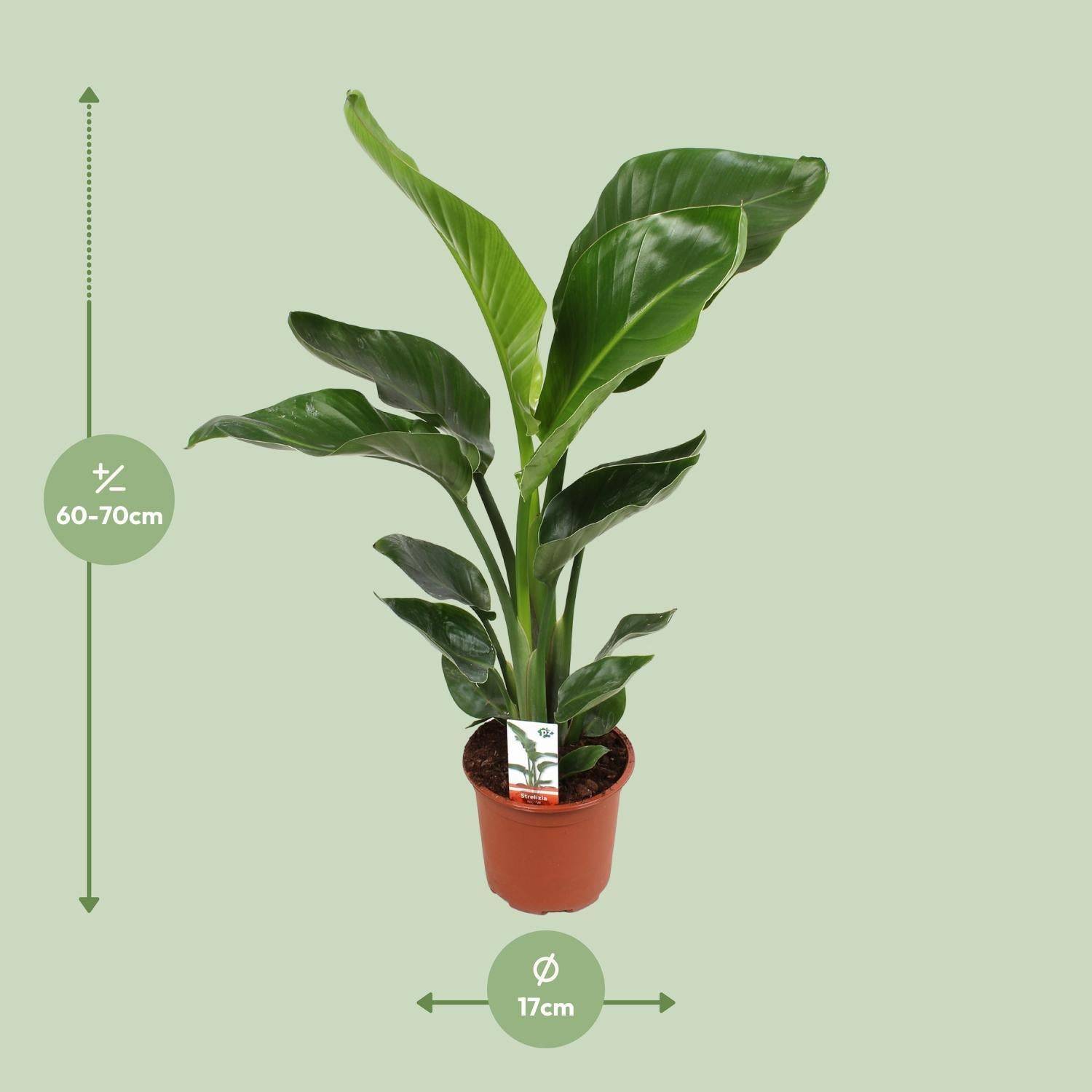 Strelitzia Nicolai - D17 H70cm - Image 2