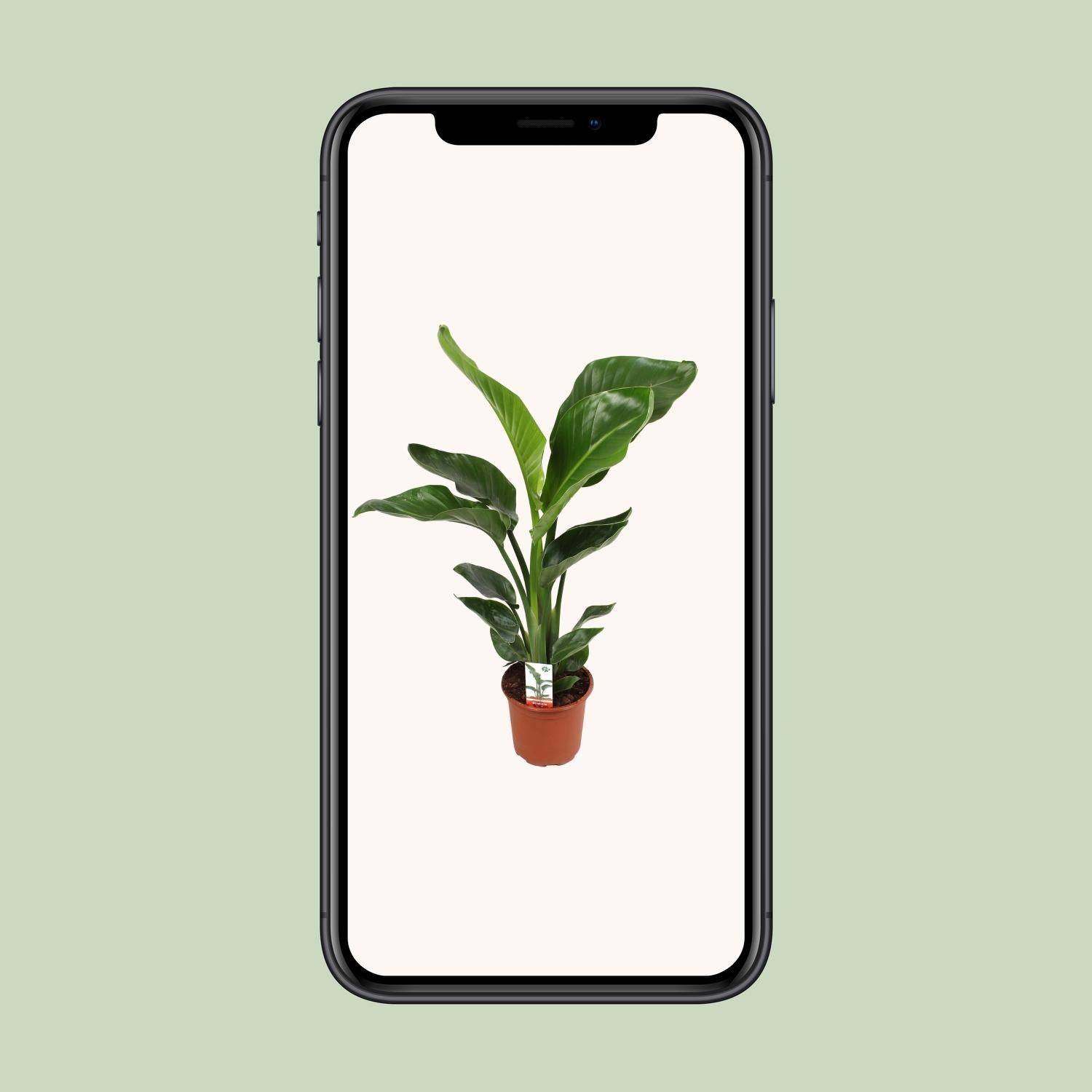 Strelitzia Nicolai - D17 H70cm - Image 4