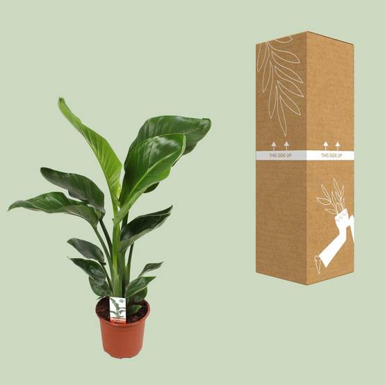 Strelitzia Nicolai - D17 H70cm - Image 3