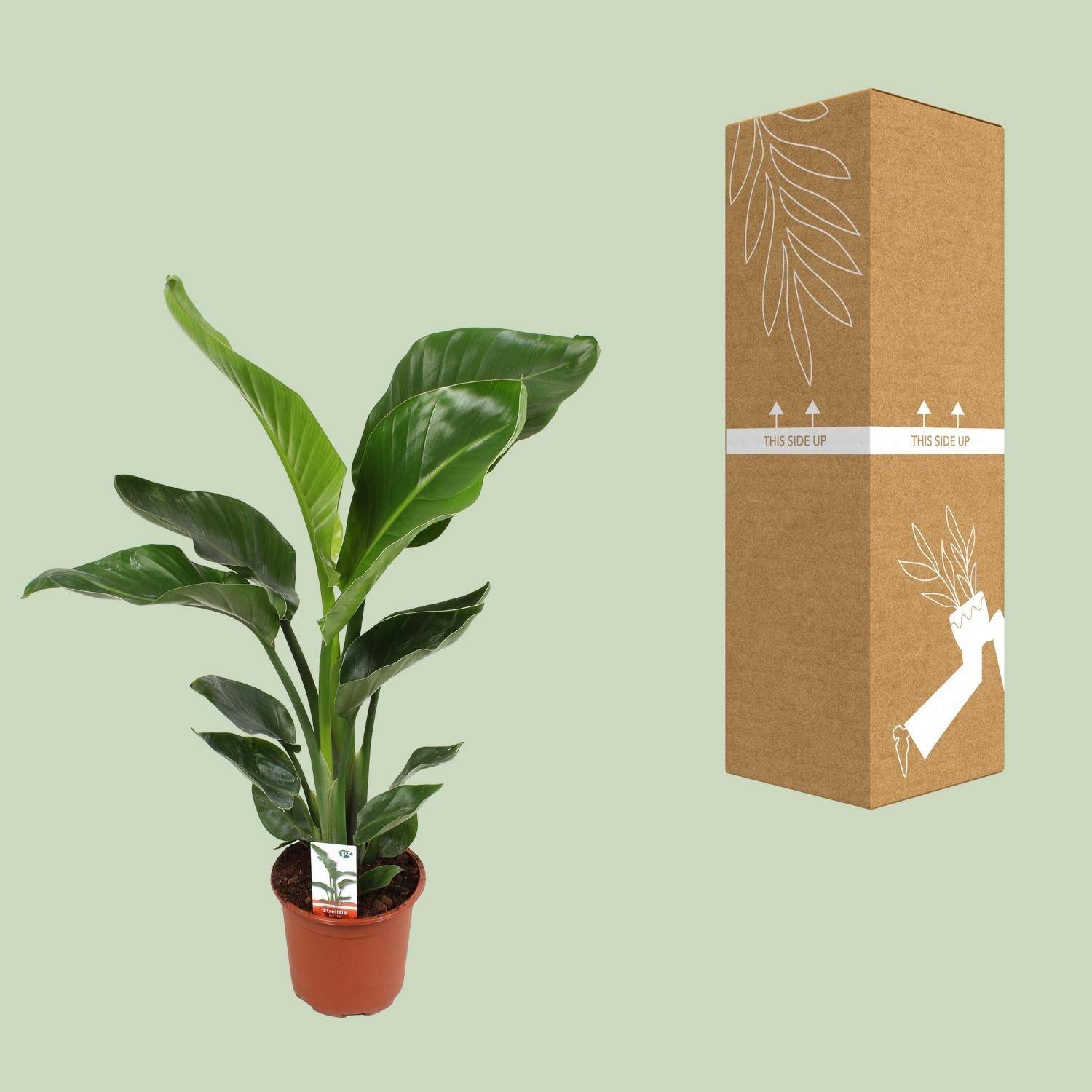 Strelitzia Nicolai - D17 H70cm - Image 3