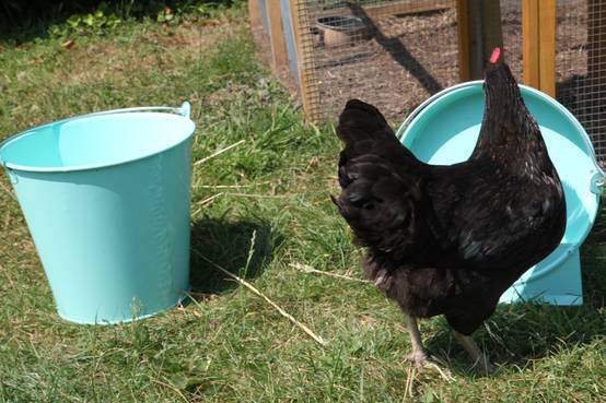 Chick'a - Seau 12 L vert d'eau - Image 5