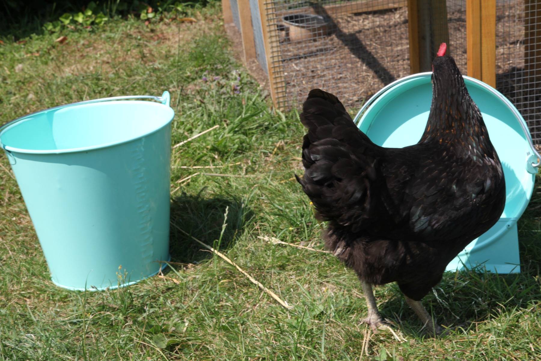 Chick'a - Seau 12 L vert d'eau - Image 5