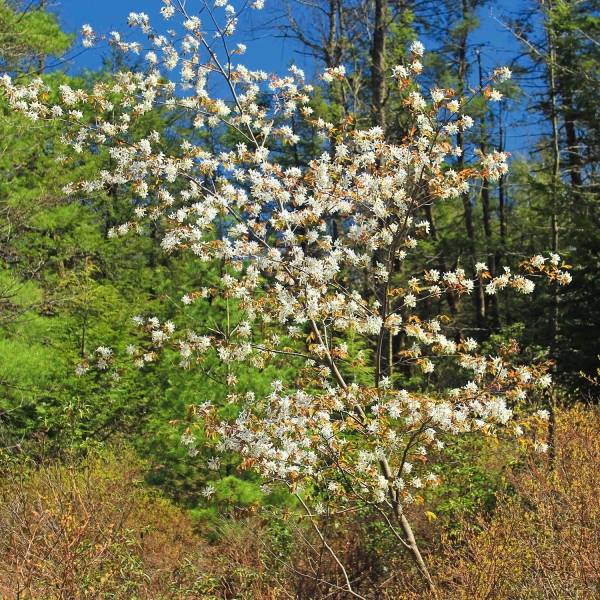 Amélanchier en épis - Amelanchier spicata Pot de 3L/4L - Image 1
