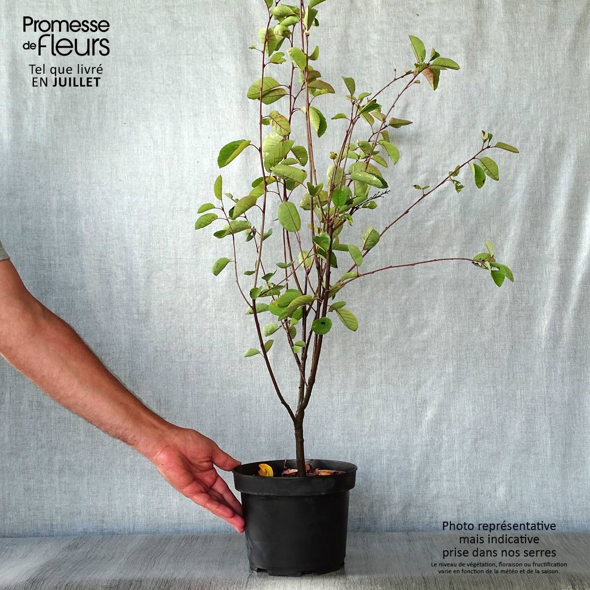Amélanchier en épis - Amelanchier spicata Pot de 3L/4L - Image 2