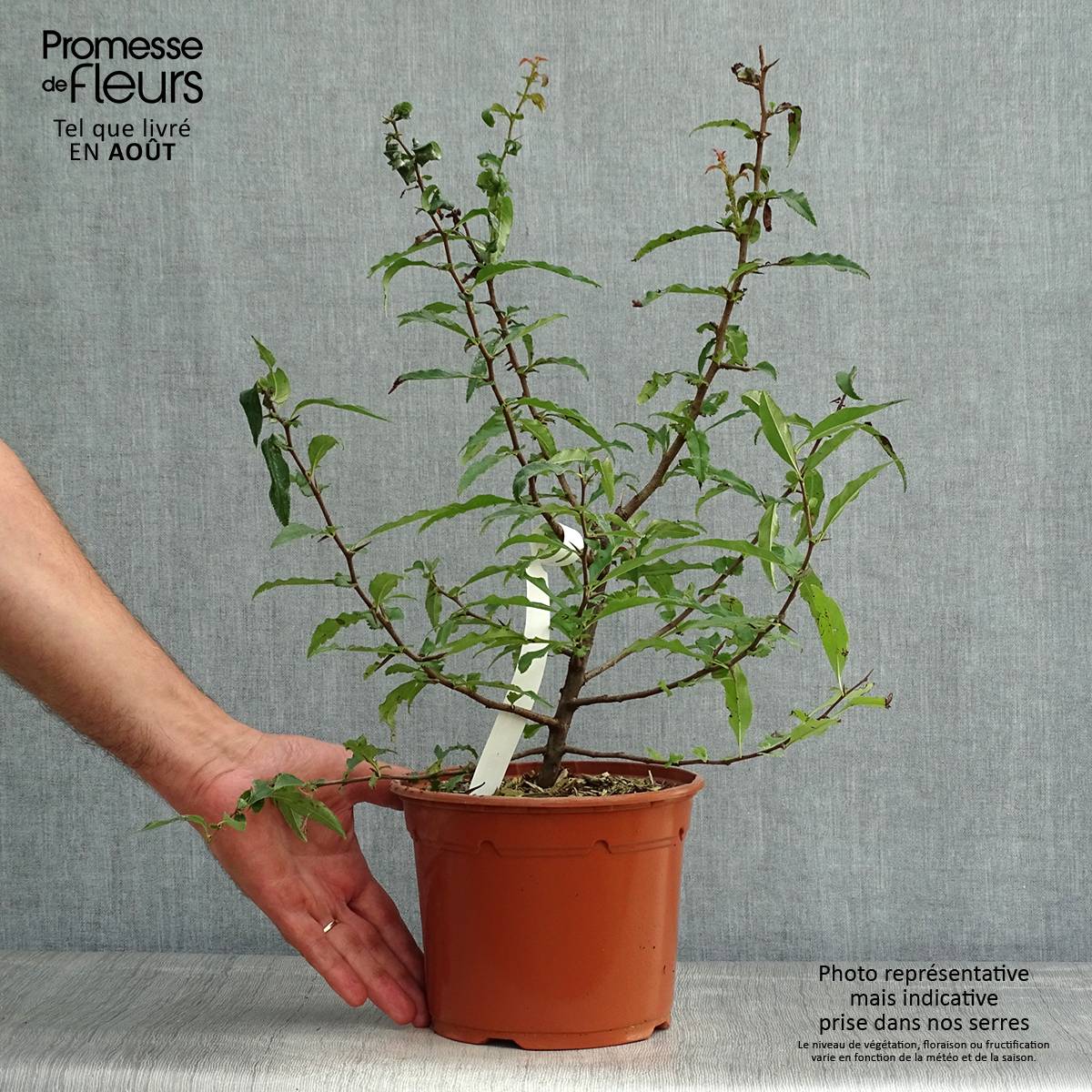 Promesse de Fleurs - Chaenomeles cathayensis - Cognassier de Cathay Pot de 3L/4L - Image 2