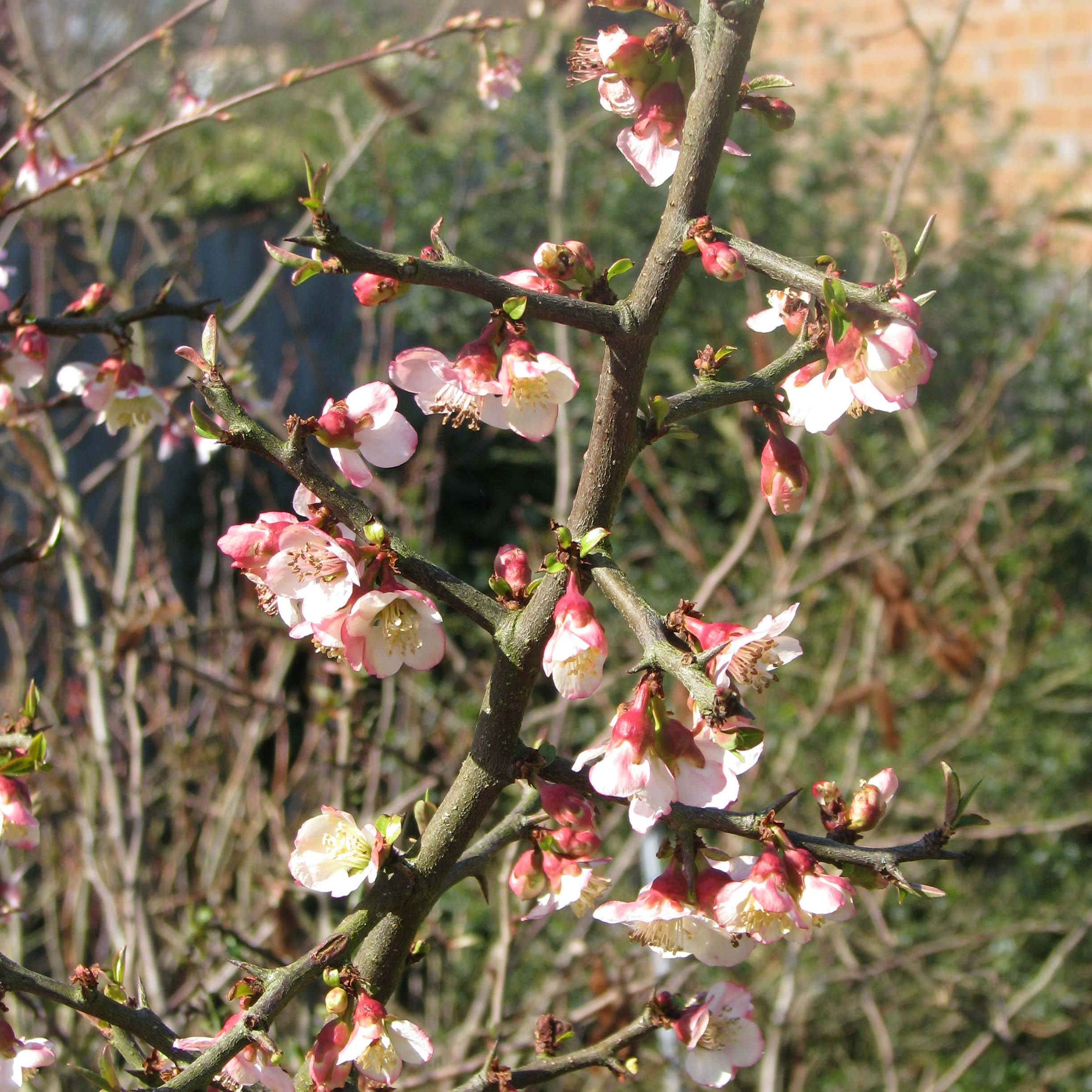 Promesse de Fleurs - Chaenomeles cathayensis - Cognassier de Cathay Pot de 3L/4L - Image 1