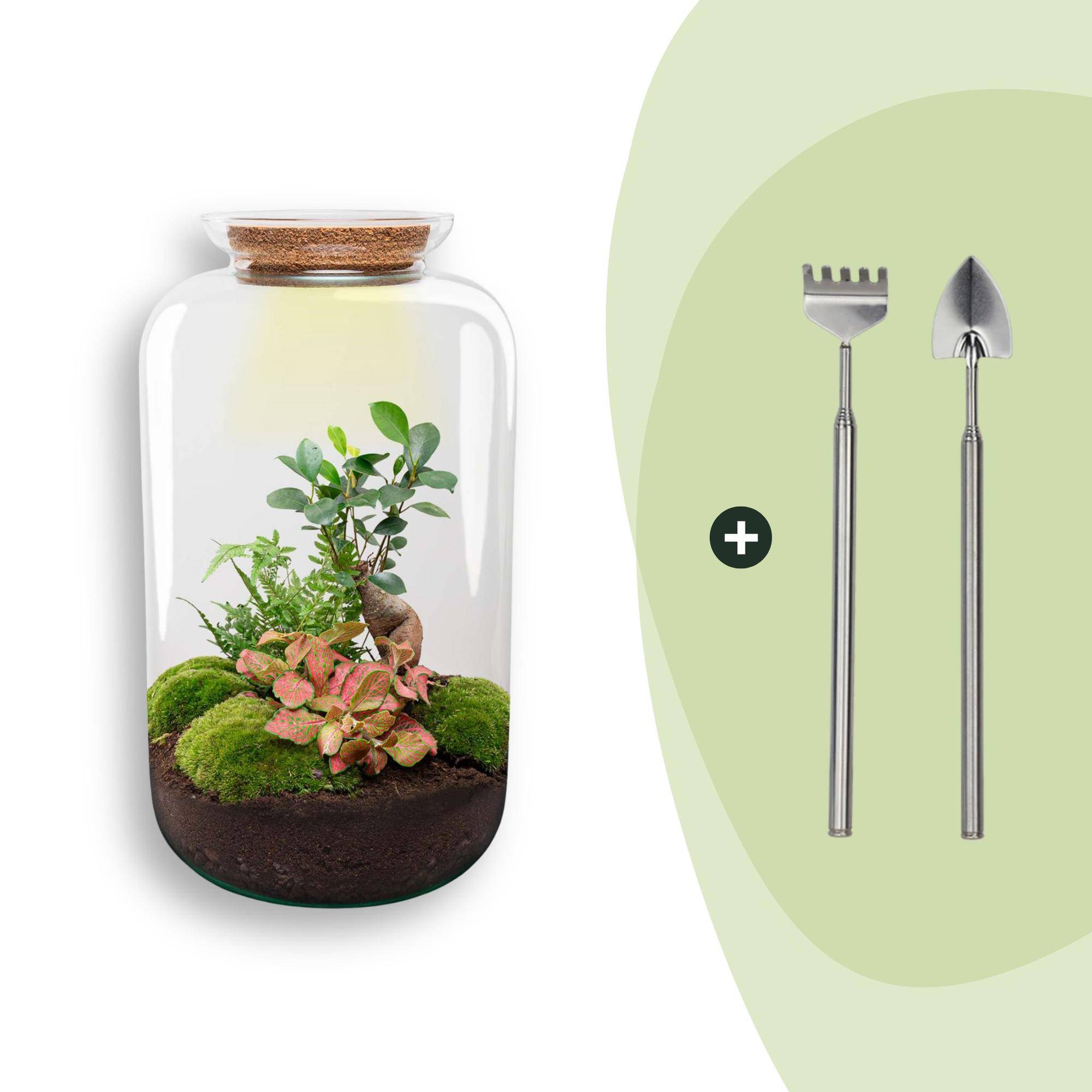 Terrarium à composer bouteille en verre recyclé - Ø23-H43cm - avec râteau et pelle - Ficus Ginseng - Terrarium DIY - Image 1