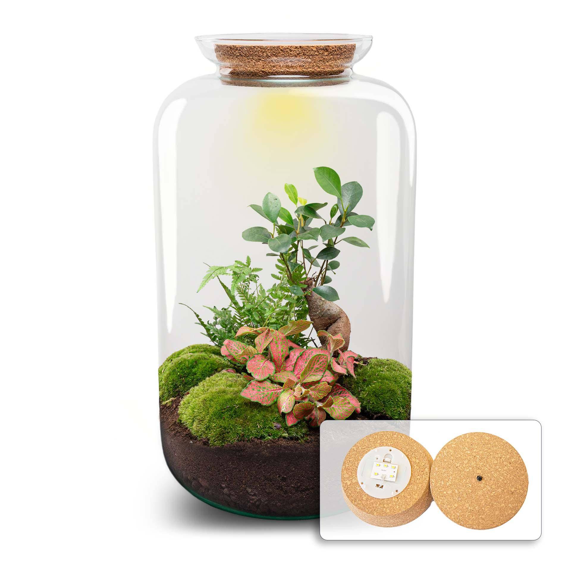 Terrarium à composer bouteille en verre recyclé - Ø23-H43cm - avec râteau et pelle - Ficus Ginseng - Terrarium DIY - Image 2