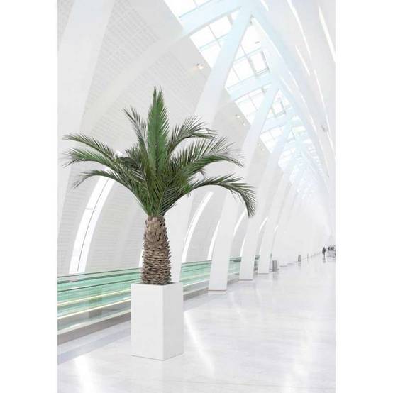 Palmier Naturel Stabilisé Phoenix Agave - Palmier stabilisé - Palmier d'intérieur - 230 cm