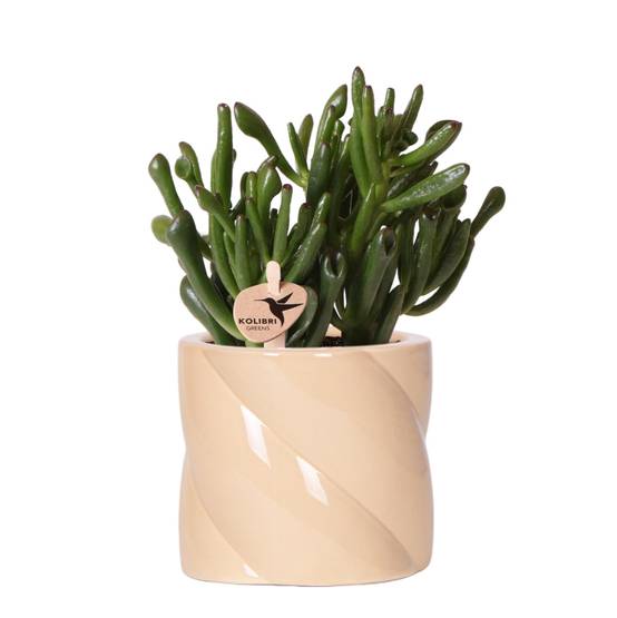 Crassula Hobbit + Pot Candy Lila