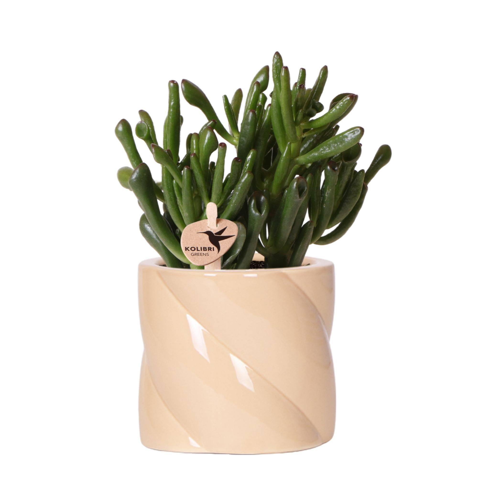 Crassula Hobbit + Pot Candy Lila