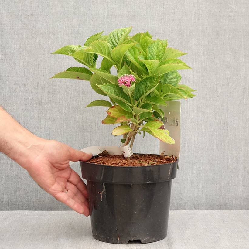 Promesse de Fleurs - Hortensia - Hydrangea macrophylla Kardinal Violet Pot de 2L/3L - Image 2