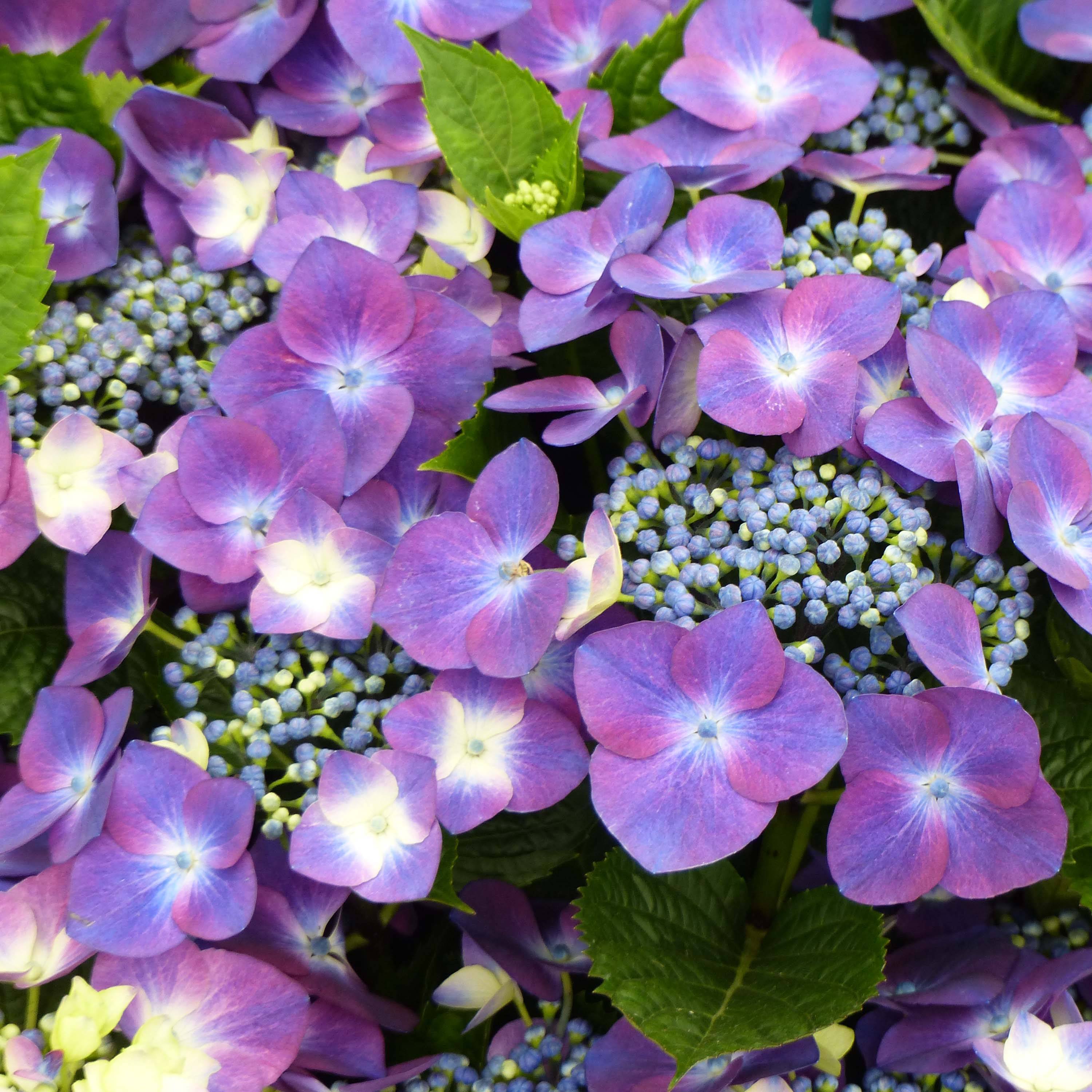 Promesse de Fleurs - Hortensia - Hydrangea macrophylla Kardinal Violet Pot de 2L/3L - Image 1